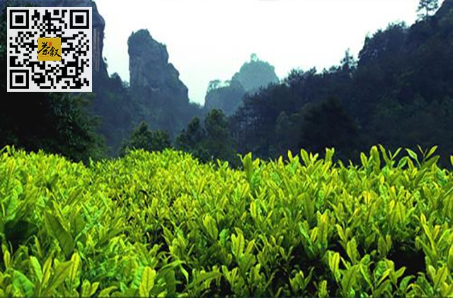 十大名茶：中国十大名茶之武夷岩茶的起源和品质特点