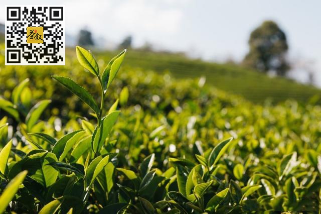 乌龙茶知识：乌龙茶中老丛和老枞有什么区别？多少年树龄的茶树才能称得上是老丛？