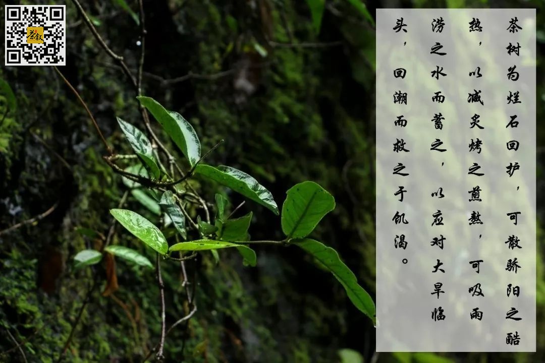 茶文化：陆羽《茶经》说茶有四上：野者上、紫者上、笋者上、野卷上