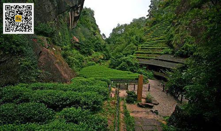 武夷山九龙窠岩茶园