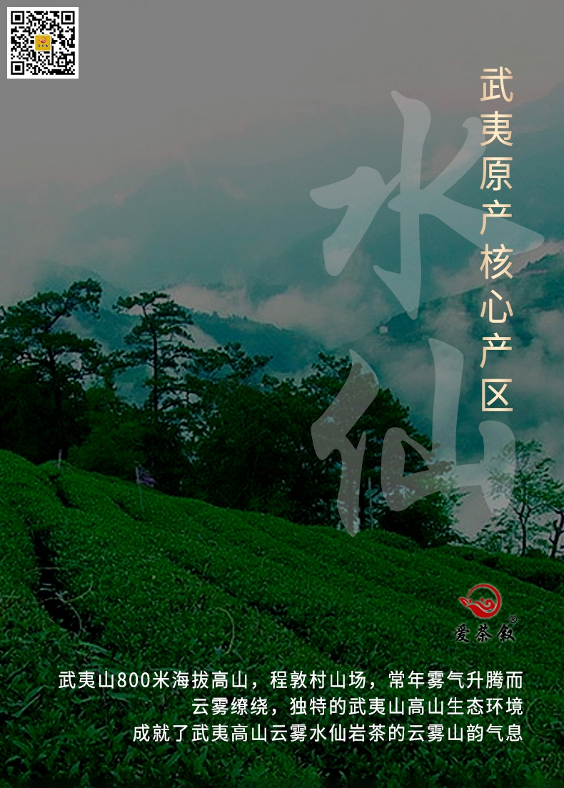 鸿途兰香水仙产自武夷山高山生态茶园