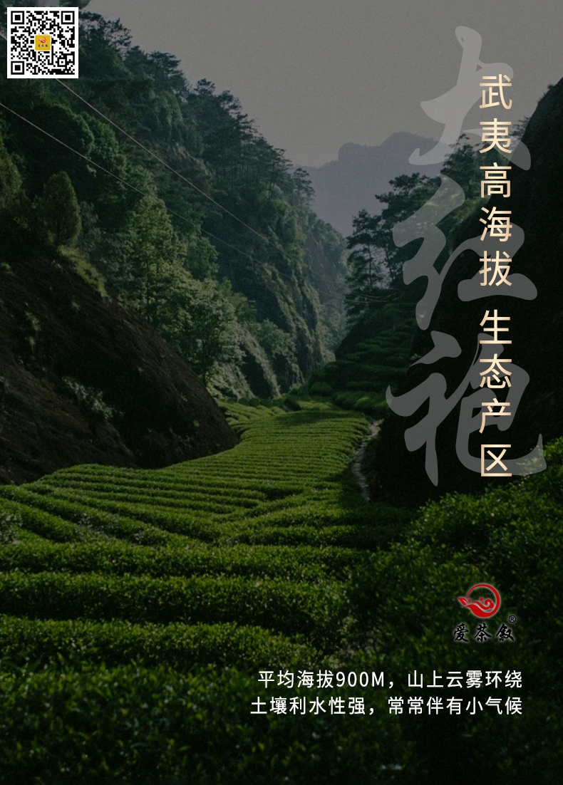 选择爱茶叙鸿途花香大红袍散茶3斤装原产地是武夷山高海拔的高山茶园