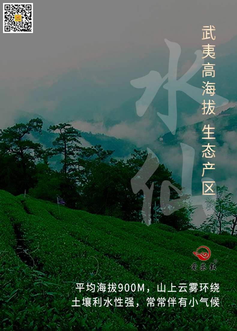 鸿途兰香水仙岩茶散茶250克铁罐装原产地是武夷山高海拔的高山茶园