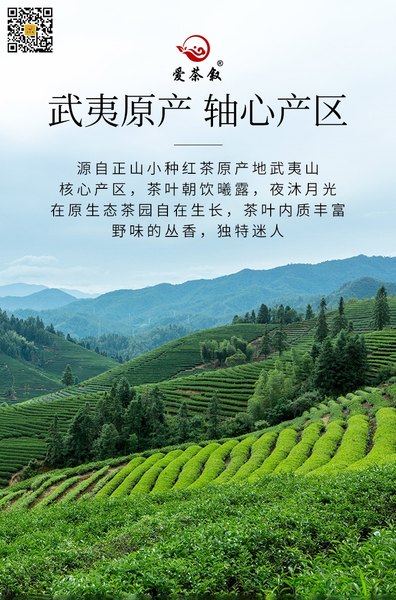 鸿途老丛红茶散茶半斤铁罐装原产地是武夷山正山高山茶园